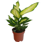 Dumb Cane